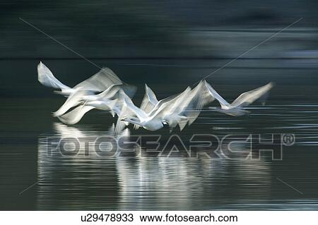 Stock Image - Flock of Swans Flying. Fotosearch