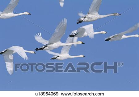 Flock of Swans Flying View Large Photo Image Stock Photo - Flock of Swans Flying. Fotosearch