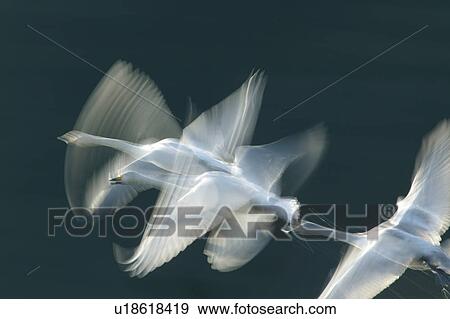 Flock Swans View Large Photo Image Stock Photo - Flock Swans. Fotosearch