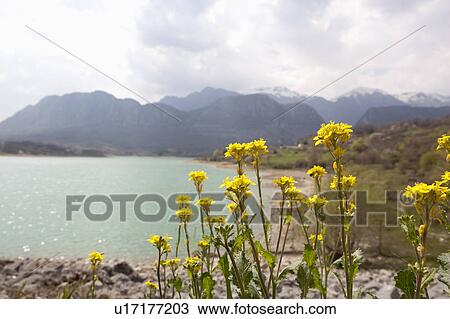 Stock Image - Flower Lake Castel San Vincenzo Mountain Range. Fotosearch