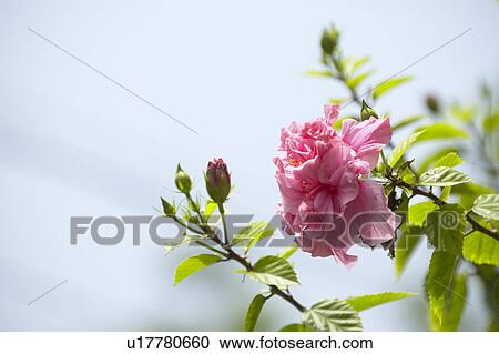 Flower View Large Photo Image Stock Image - Flower. Fotosearch