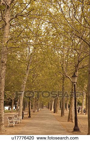 Footpath Treelined Bench Street Lamp View Large Photo Image Stock Image - Footpath Treelined Bench Street Lamp. Fotosearch