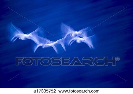 Stock Image - Four Swans Flying. Fotosearch