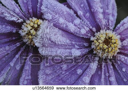 Stock Photo - Frost on Purple Cosmos Flowers. Fotosearch