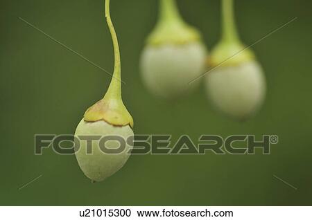 Stock Image - Fruits of Japanese Snowbell. Fotosearch