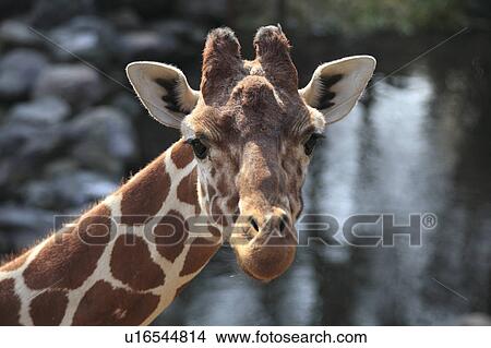 Picture - Giraffe. Fotosearch