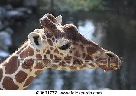 Giraffe View Large Photo Image Stock Image - Giraffe. Fotosearch