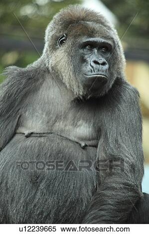 Stock Photography - Gorilla. Fotosearch