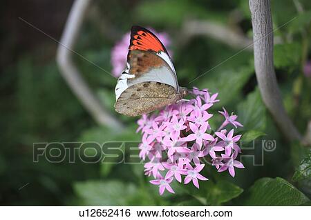 Great Orange Tip View Large Photo Image Stock Photograph - Great Orange Tip. Fotosearch