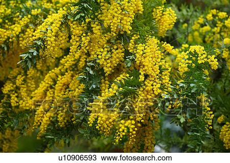 Green Wattle View Large Photo Image Stock Image - Green Wattle. Fotosearch