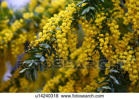 Green Wattle View Large Photo Image Stock Photo - Green Wattle. Fotosearch