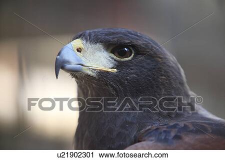 Stock Image - Harris's Hawk. Fotosearch