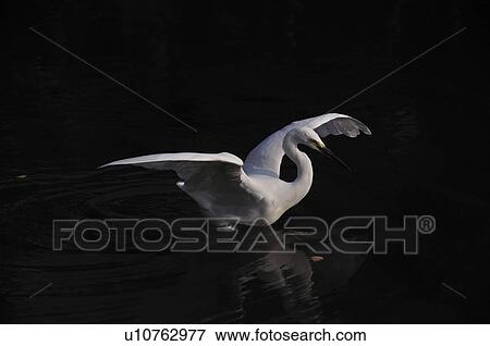 Heron Spreading Wings View Large Photo Image Stock Photo - Heron Spreading Wings. Fotosearch
