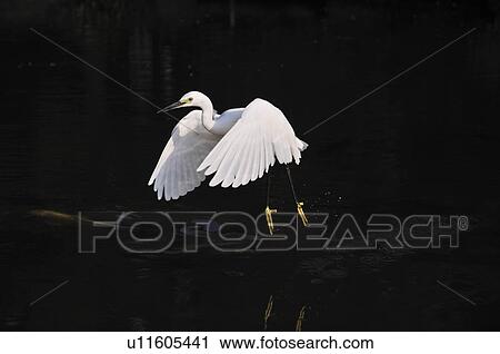 Stock Image - Heron Taking Off. Fotosearch
