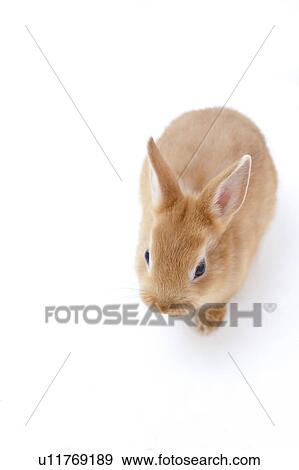 Stock Photo - High Angle of Rabbit. Fotosearch