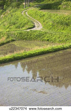 High Angle View Hoshitouge Terraced Field Rice View Large Photo Image Picture - High Angle View Hoshitouge Terraced Field Rice. Fotosearch