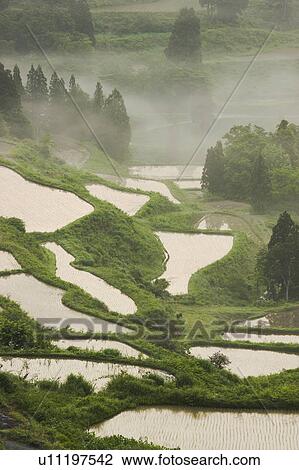High Angle View Hoshitouge Terraced Field Rice Fog View Large Photo Image Stock Image - High Angle View Hoshitouge Terraced Field Rice Fog. Fotosearch