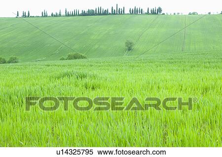 Hill Meadow Field Grass Tree Tuscany View Large Photo Image Stock Photography - Hill Meadow Field Grass Tree Tuscany. Fotosearch