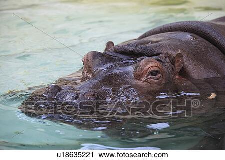 Stock Image - Hippopotamus. Fotosearch