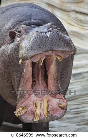 Stock Photography - Hippotamus Yawning. Fotosearch