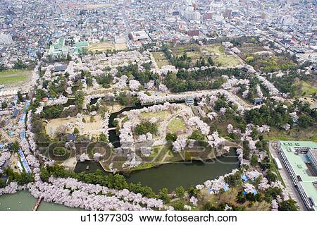 Stock Image - Hirosaki castle and blooming cherry trees in Hirosaki Park. Fotosearch