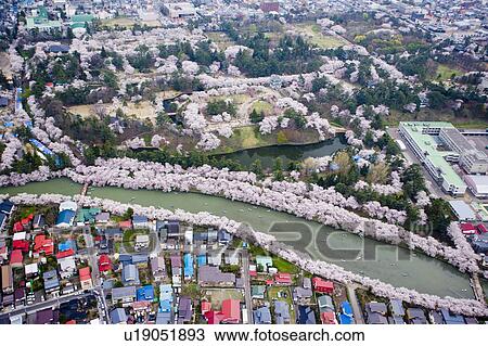 Stock Image - Hirosaki castle and blooming cherry trees in Hirosaki Park. Fotosearch