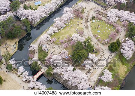 Stock Photo - Hirosaki castle and blooming cherry trees in Hirosaki Park. Fotosearch