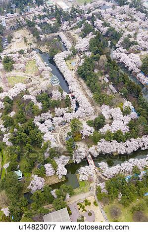 Stock Photo - Hirosaki castle and blooming cherry trees in Hirosaki Park. Fotosearch