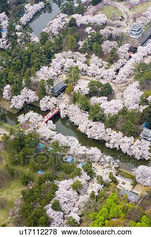 Stock Photo - Hirosaki castle and blooming cherry trees in Hirosaki Park. Fotosearch
