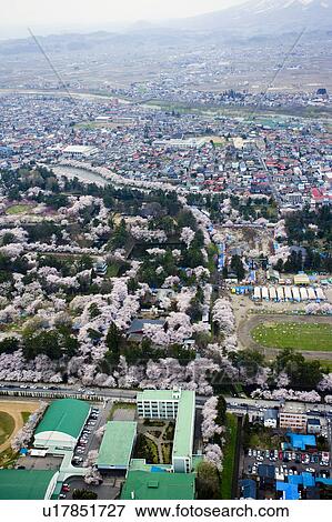 Hirosaki castle and blooming cherry trees in Hirosaki Park View Large Photo Image Stock Photo - Hirosaki castle and blooming cherry trees in Hirosaki Park. Fotosearch
