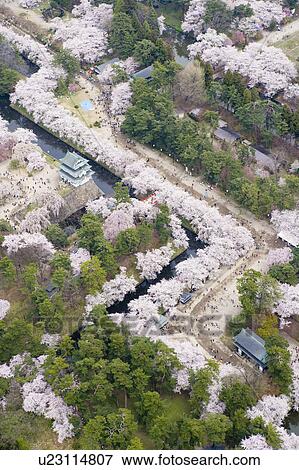 Hirosaki castle and blooming cherry trees in Hirosaki Park View Large Photo Image Stock Photo - Hirosaki castle and blooming cherry trees in Hirosaki Park. Fotosearch