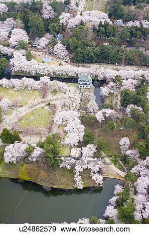 Hirosaki castle and blooming cherry trees in Hirosaki Park View Large Photo Image Stock Photo - Hirosaki castle and blooming cherry trees in Hirosaki Park. Fotosearch