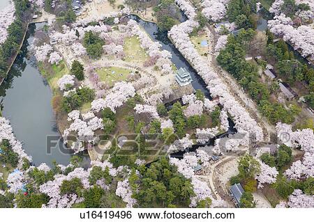 Stock Photograph - Hirosaki castle and blooming cherry trees in Hirosaki Park. Fotosearch