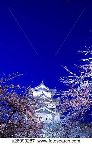 Hirosaki Park and Cherry Blossom Trees at Night View Large Photo Image Stock Photo - Hirosaki Park and Cherry Blossom Trees at Night. Fotosearch