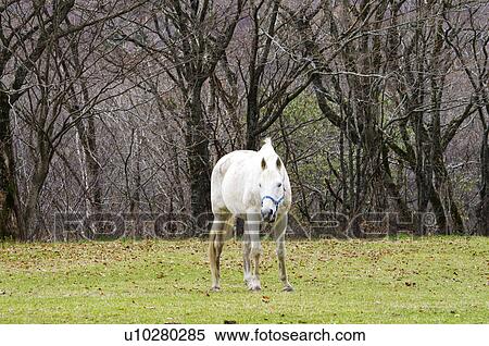 Stock Photography - Horse One Animal Livestock Grass White. Fotosearch