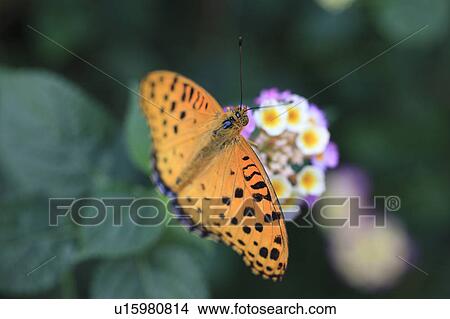 Picture - Indian Fritillary on Flowers. Fotosearch