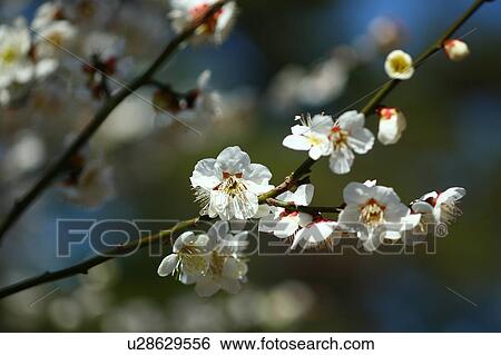 Stock Photograph - Japanese Apricot Blossom Tree. Fotosearch