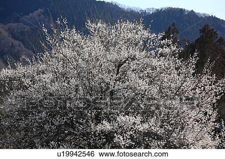 Stock Photograph - Japanese Apricot Tree Blooming. Fotosearch