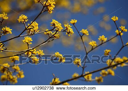 Japanese Cornel Dogwood Flowers View Large Photo Image Stock Photo - Japanese Cornel Dogwood Flowers. Fotosearch