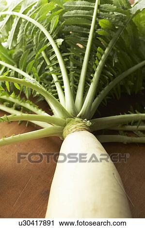 Stock Image - Japanese Radish. Fotosearch