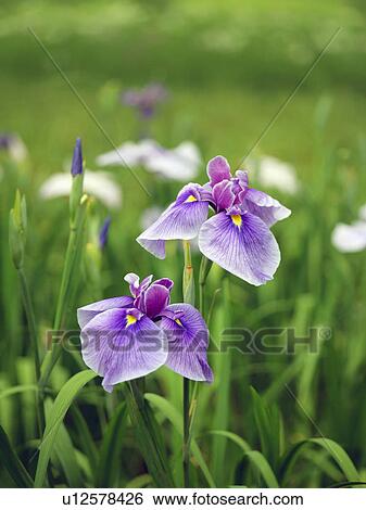 Japanese Water Iris Flower Head Leaf Stem View Large Photo Image Stock Photograph - Japanese Water Iris Flower Head Leaf Stem. Fotosearch