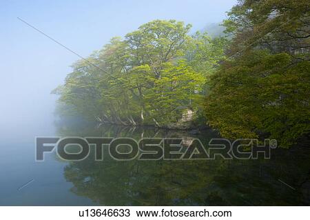 Stock Image - Lake Towada Water Reflection Fog Tree Forest. Fotosearch