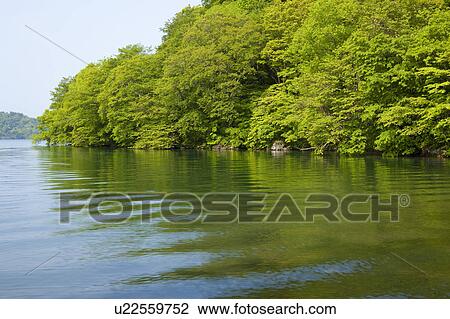 Lake Towada Water Tree Forest View Large Photo Image Stock Image - Lake Towada Water Tree Forest. Fotosearch
