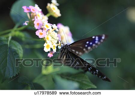 Stock Photo - Lantana flower and Ceylon Blue Glassy Tiger Butterfly. Fotosearch