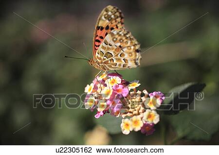 Lantana Flower and Indian Fritillary View Large Photo Image Stock Image - Lantana Flower and Indian Fritillary. Fotosearch