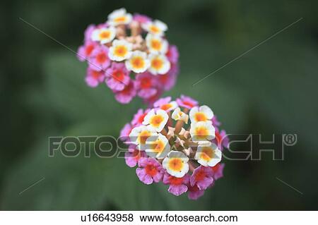Stock Photo - Lantana Flowers. Fotosearch