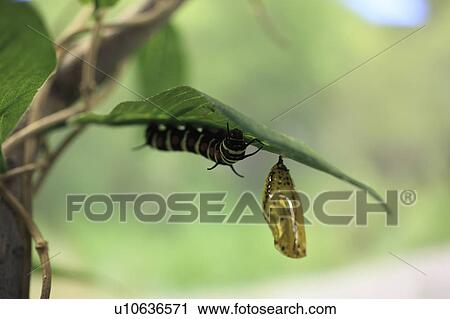 Stock Image - Larva Of Rice Paper Butterfly. Fotosearch