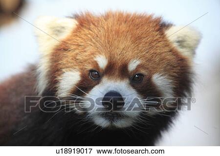 Lesser Panda View Large Photo Image Stock Photo - Lesser Panda. Fotosearch