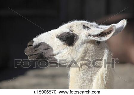 Llama View Large Photo Image Stock Image - Llama. Fotosearch