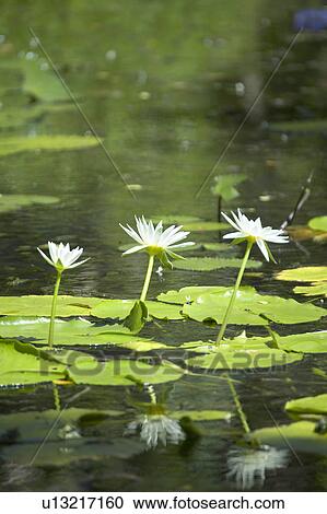 Stock Image - Lotus Flowers. Fotosearch